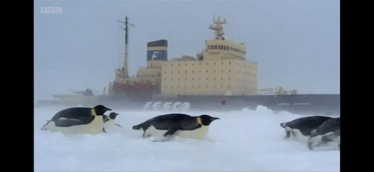 Emperor penguin (Aptenodytes forsteri) as shown in Frozen Planet - The Last Frontier